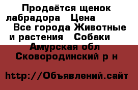 Продаётся щенок лабрадора › Цена ­ 30 000 - Все города Животные и растения » Собаки   . Амурская обл.,Сковородинский р-н